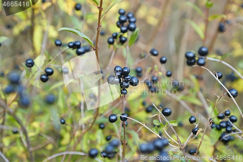 Image of wild privet fruits closeup