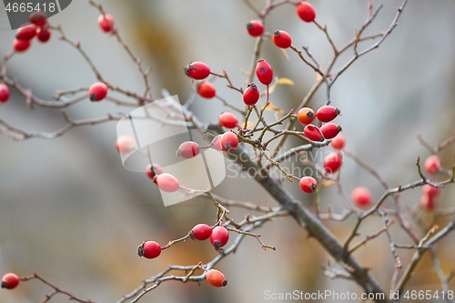 Image of Rosehips herb closeup