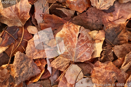 Image of Fallen autumn leaves