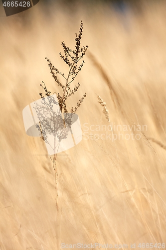 Image of Weed plant growing