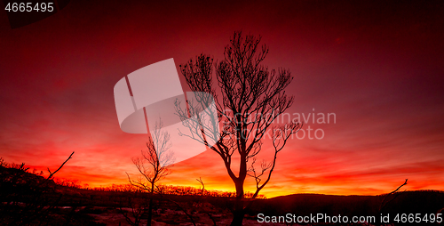 Image of Red sunset on a burnt landscape