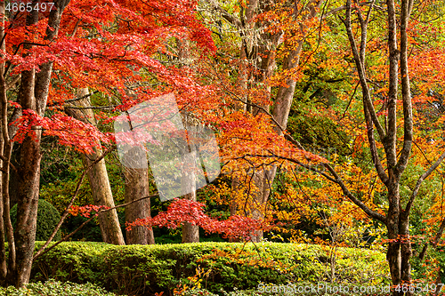 Image of Beautiful trees in various colours in Autumn
