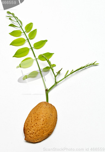 Image of almond with acacia branch