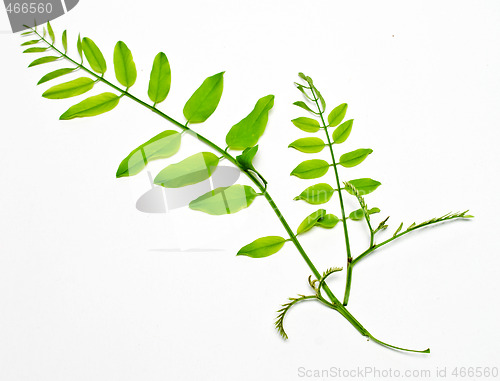 Image of acacia branch