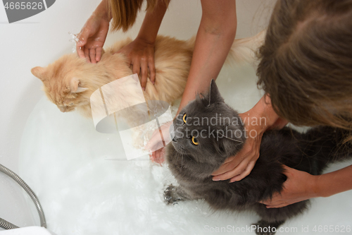 Image of Children put two cats in the bathroom and try to keep them milking in order to bathe