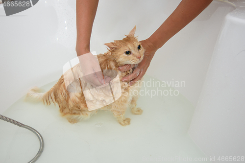 Image of The cat is soaped with shampoo, put in a bath with water