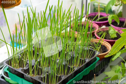 Image of Growing oats on the window for feeding cats