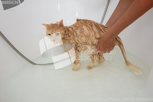 Image of Domestic cat bathed in a spacious bathroom