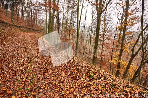 Image of Autumn forest path