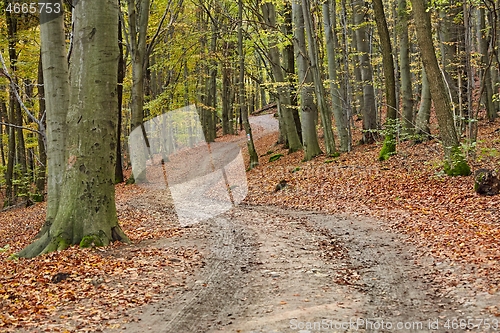 Image of Autumn forest path