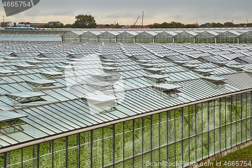 Image of Greenhouse agricultural production