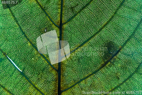 Image of Leaf leaf texture macro