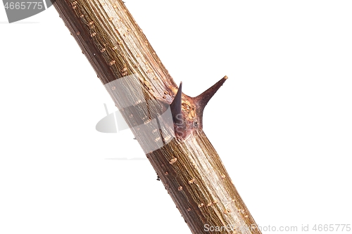 Image of Thorns of a plant