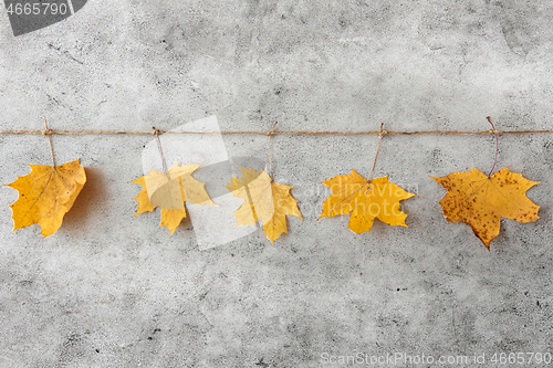 Image of dry fallen autumn maple leaves hanging on string