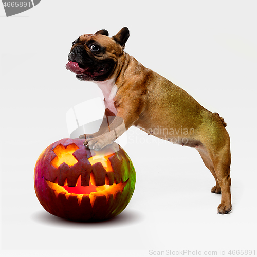 Image of Cute puppy with halloween Jack-o-Lantern pumpkin isolated on white studio background