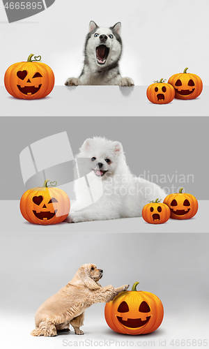 Image of Collage of cute puppies with halloween Jack-o-Lantern pumpkin isolated on white studio background