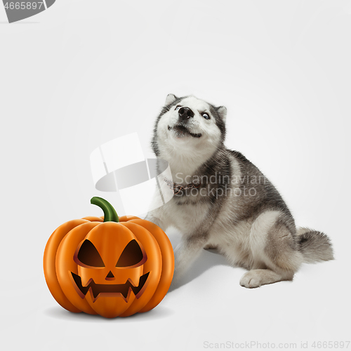 Image of Cute puppy with halloween Jack-o-Lantern pumpkin isolated on white studio background