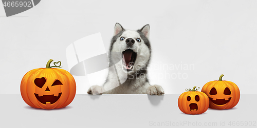 Image of Cute puppy with halloween Jack-o-Lantern pumpkin isolated on white studio background