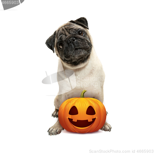 Image of Cute puppy with halloween Jack-o-Lantern pumpkin isolated on white studio background