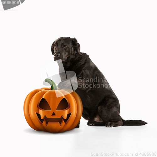 Image of Cute puppy with halloween Jack-o-Lantern pumpkin isolated on white studio background