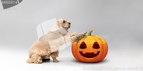 Image of Cute puppy with halloween Jack-o-Lantern pumpkin isolated on white studio background