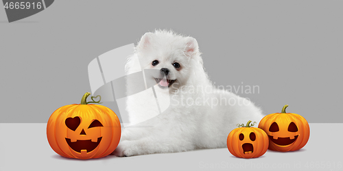 Image of Cute puppy with halloween Jack-o-Lantern pumpkin isolated on white studio background