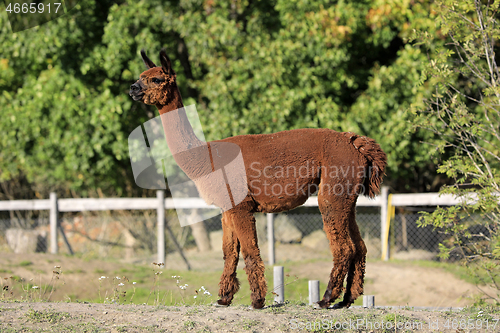 Image of Brown Alpaca, Vicugna pacos