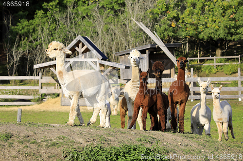 Image of Herd of Alpacas on Farm