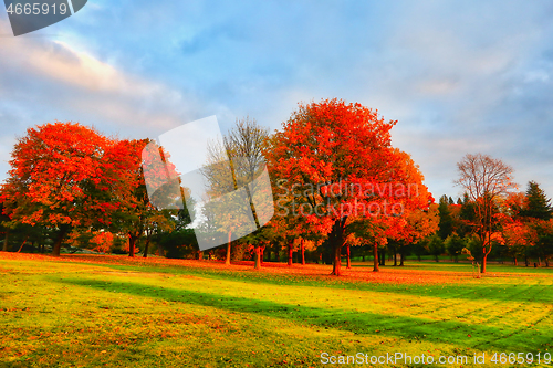 Image of Golden Hour Leaves on Fire