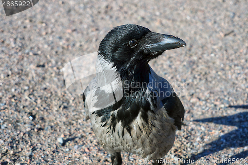 Image of Hooded Crow, Corvus cornix