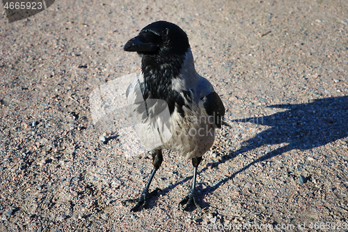 Image of Hooded Crow, Corvus cornix