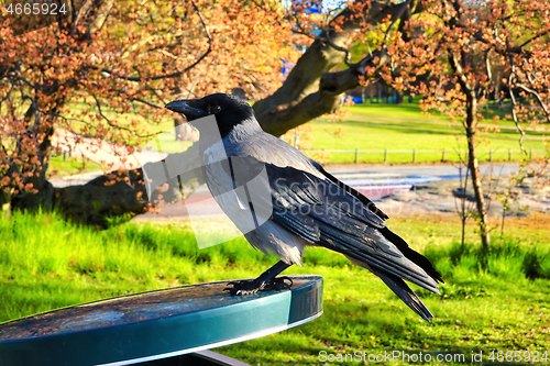 Image of Urban Hooded Crow Searching Food