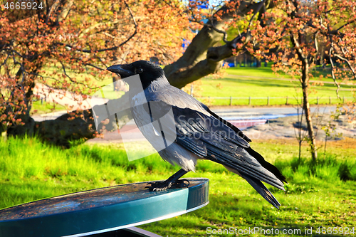 Image of Urban Hooded Crow Searching Food