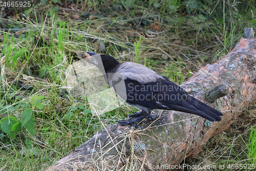 Image of Young Crow Finds Pine Cone