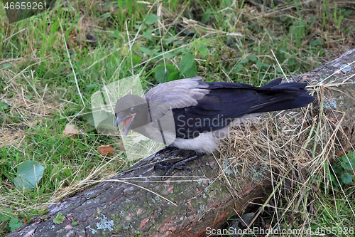 Image of Young Crow Tossing Dry Grass