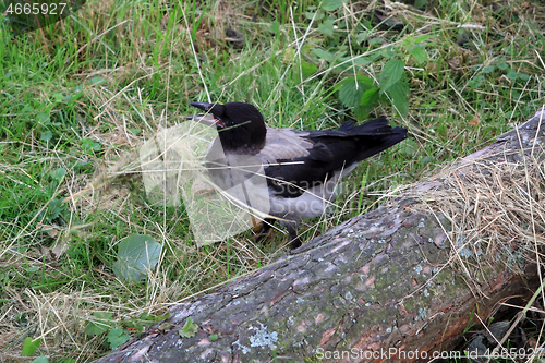 Image of Young Hooded Crow Tossing Dry Grass