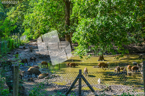 Image of Feral pigs or wild boars in fenced-in area swamp