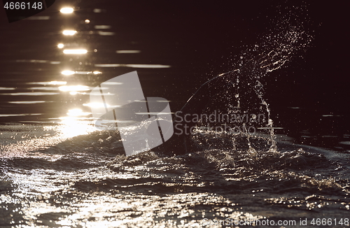 Image of triathlon athlete swimming on lake in sunrise wearing wetsuit