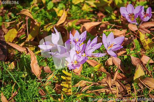 Image of Saffron Crocus Blooming