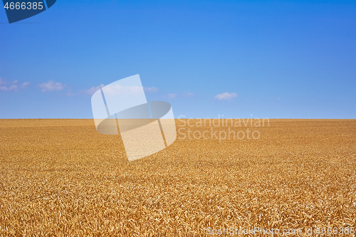 Image of Field of Rye