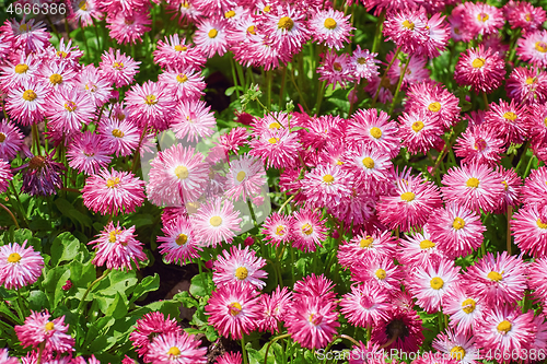 Image of Bellis Perennis Flowers