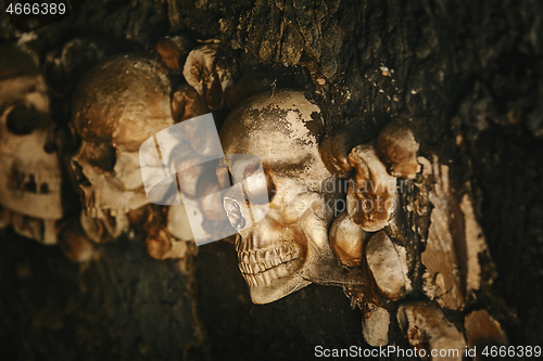 Image of Skulls in the Wall