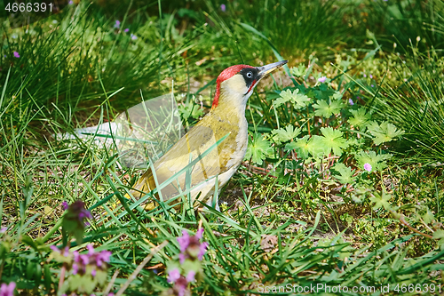 Image of European Green Woodpecker