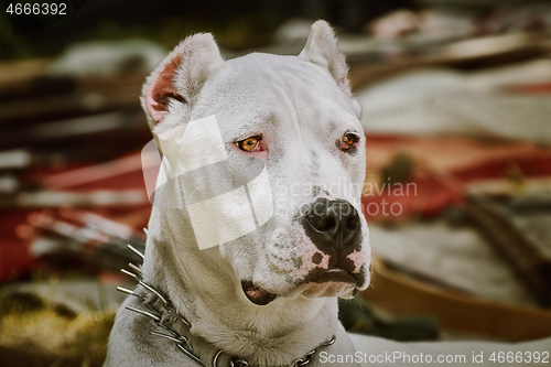 Image of American Staffordshire Terrier