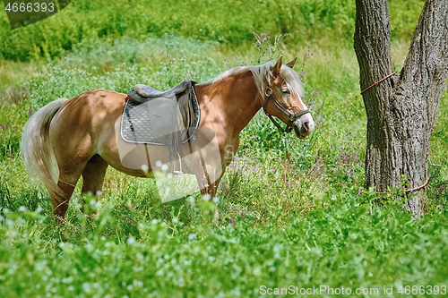 Image of Chestnut Horse on Pasture