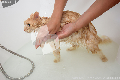 Image of girl\'s hands wash the paws of a domestic cat in the bathroom