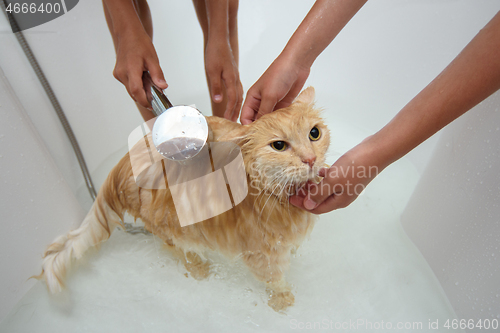 Image of Children shower a domestic cat that sits in a large bathroom with shower water.
