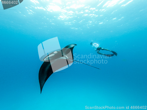 Image of Underwater view of hovering Giant oceanic manta ray, Manta Birostris , and man free diving in blue ocean. Watching undersea world during adventure snorkeling tour on Maldives islands.