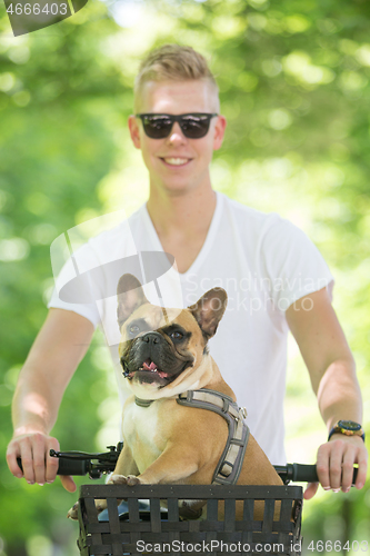 Image of French bulldog dog enjoying riding in bycicle basket in city park