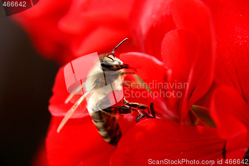 Image of bee